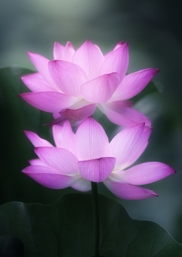 Serene Pink Lotus by Takashi Suzuki — canvas wall art