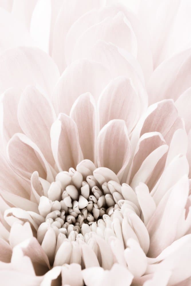 Soft Pink Bloom by Pictufy Studio III — canvas wall art