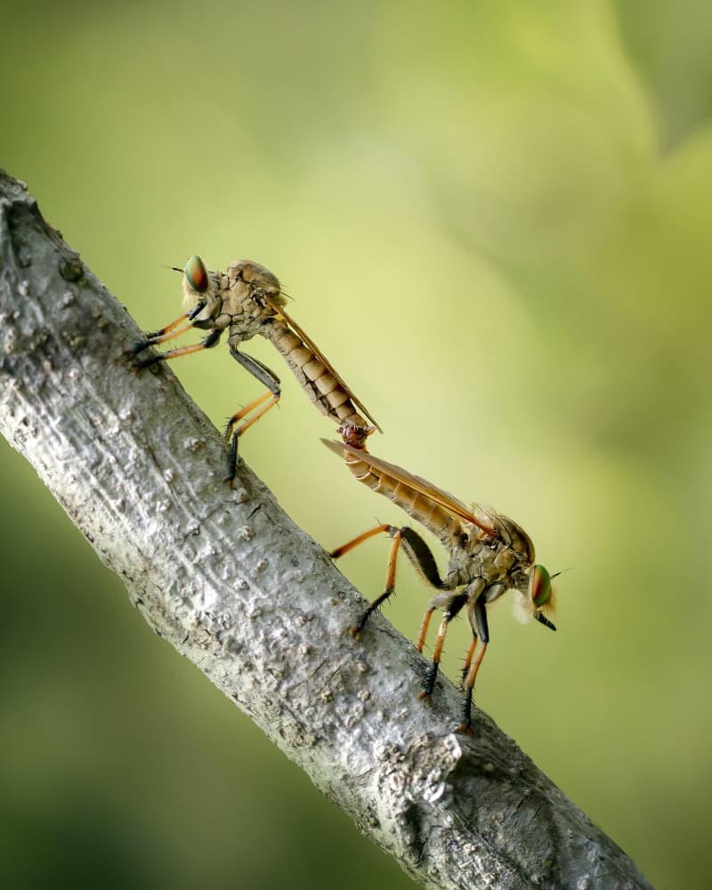Mating Robber Flies by Fauzan Maududdin — canvas wall art