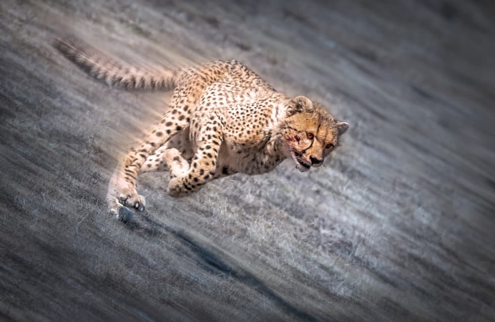 Blazing Cheetah Speed by tianhuayu — canvas wall art