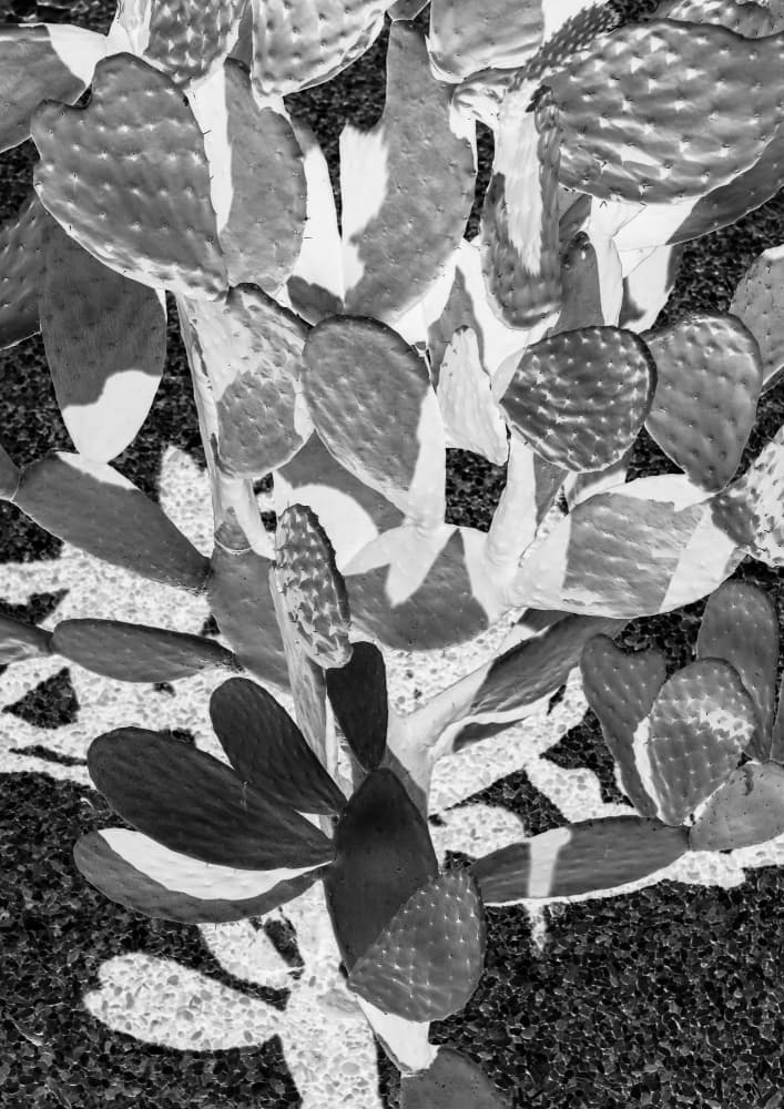 Prickly Patterns by Shot by Clint — canvas wall art