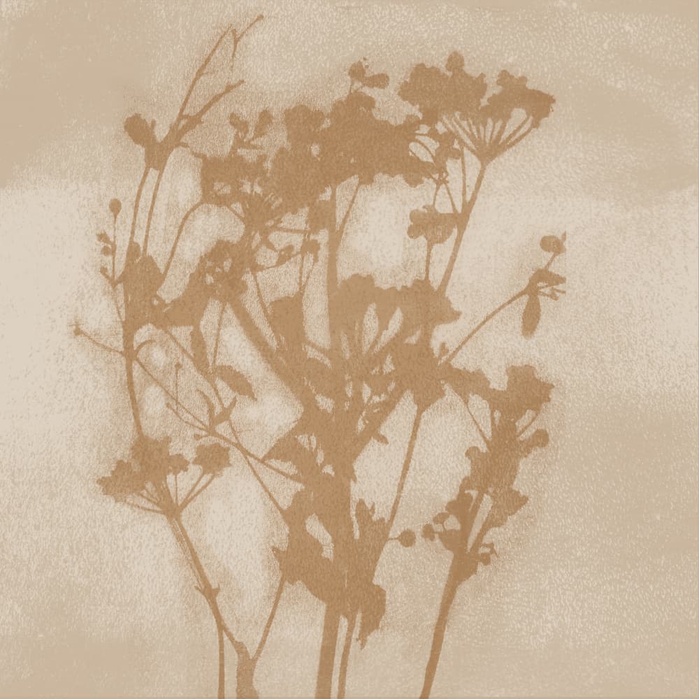 Delicate Flower Shadows by Dina Dankers — canvas wall art