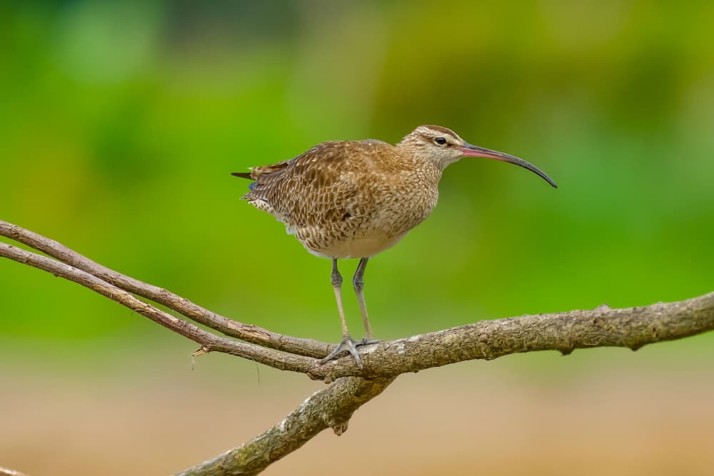 Curlew On Branch by David Manusevich — canvas wall art