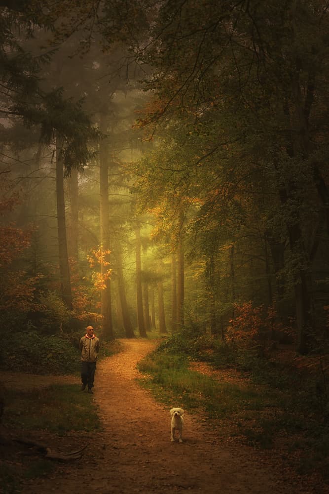 Misty Forest Walk by Saskia Dingemans — canvas wall art