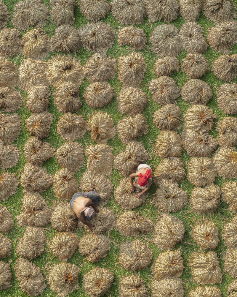 Jute Field Harvest by Gatot Herliyanto — canvas wall art