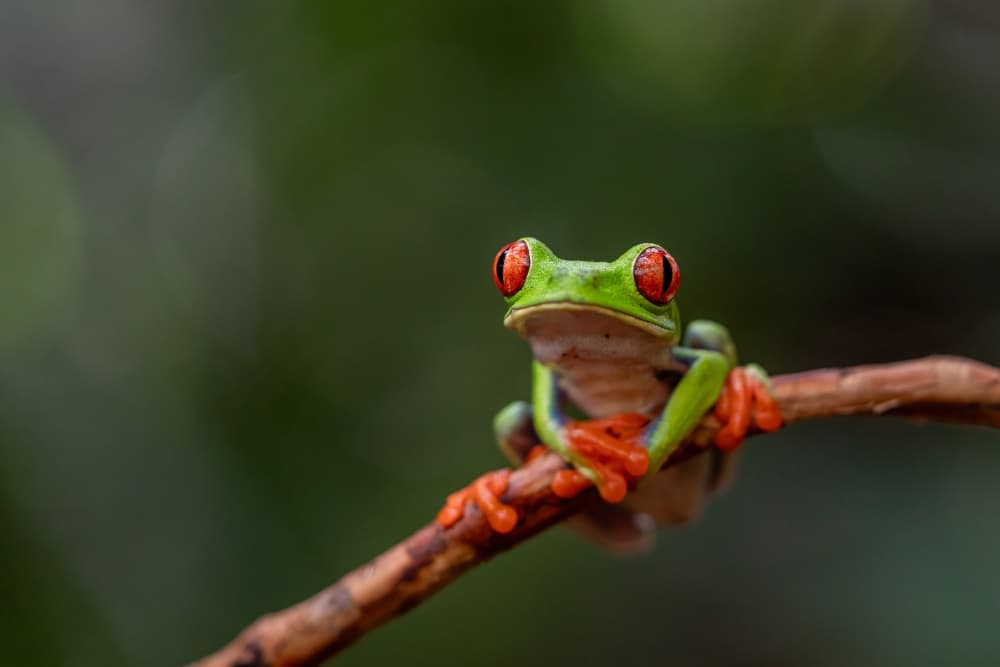 Curious Red Eyed Frog by Els Keurlinckx — canvas wall art