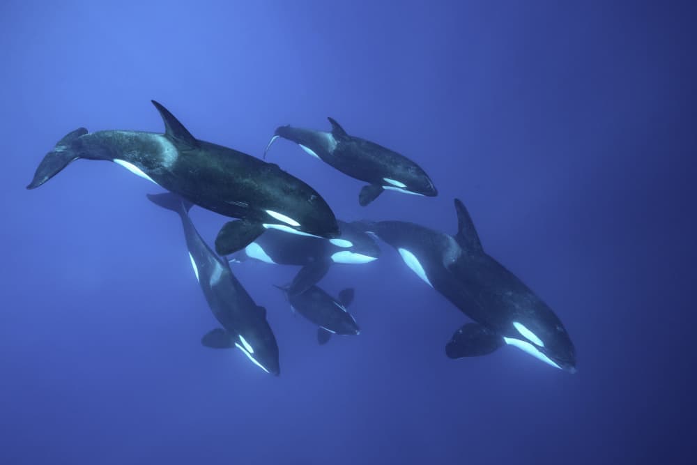Orca Family Underwater by Serge Melesan — canvas wall art