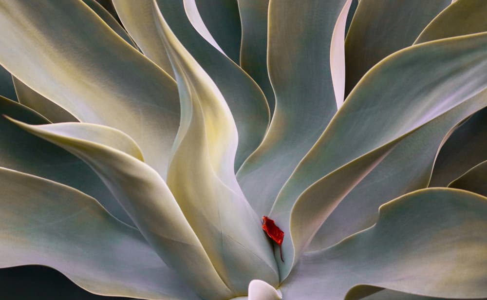 Agave with Red Leaf by Robin Wechsler — canvas wall art