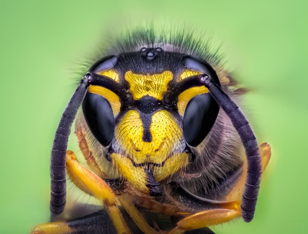 Yellow Wasp Portrait by Atul Saluja — canvas wall art