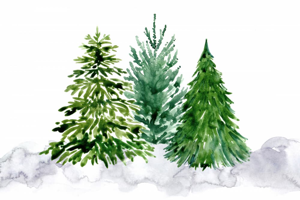 Watercolor Winter Pine Trees by Rosana Laiz Blursbyai — canvas wall art