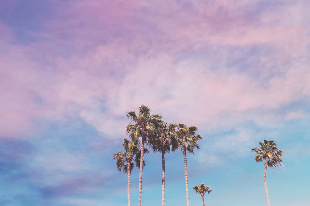 Cotton Candy Sky Palms by Amanda Abel — canvas wall art