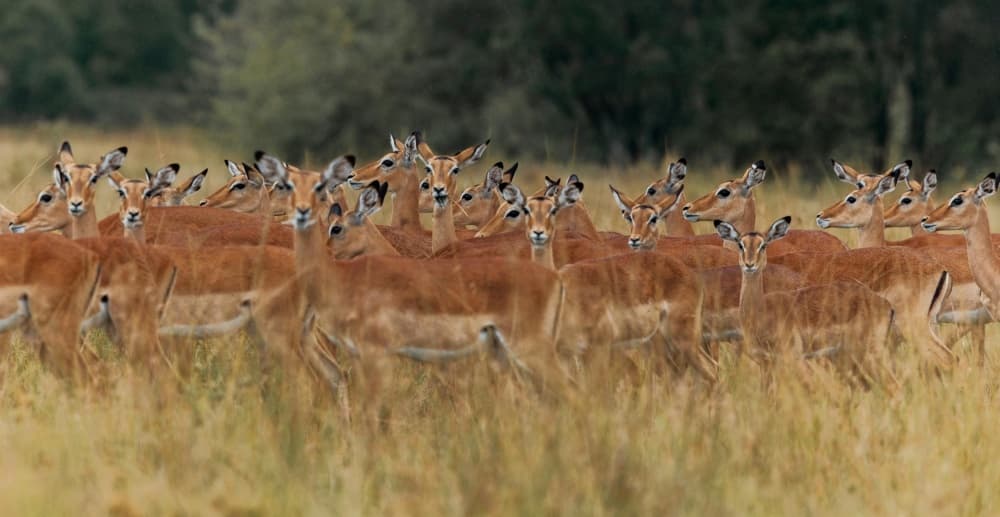 Watchful Impala Herd by Massimo Mei — canvas wall art