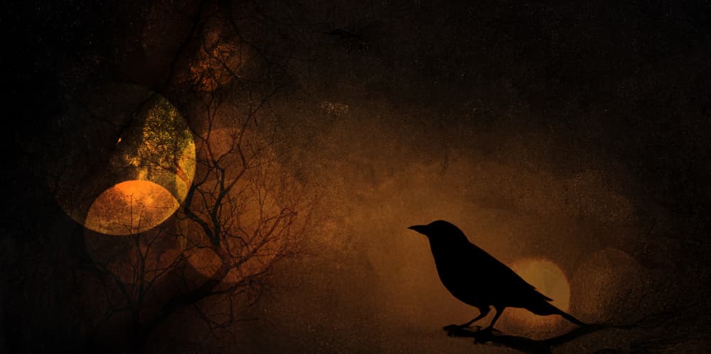 Mysterious Night Bird by Marie-anne Stas — canvas wall art
