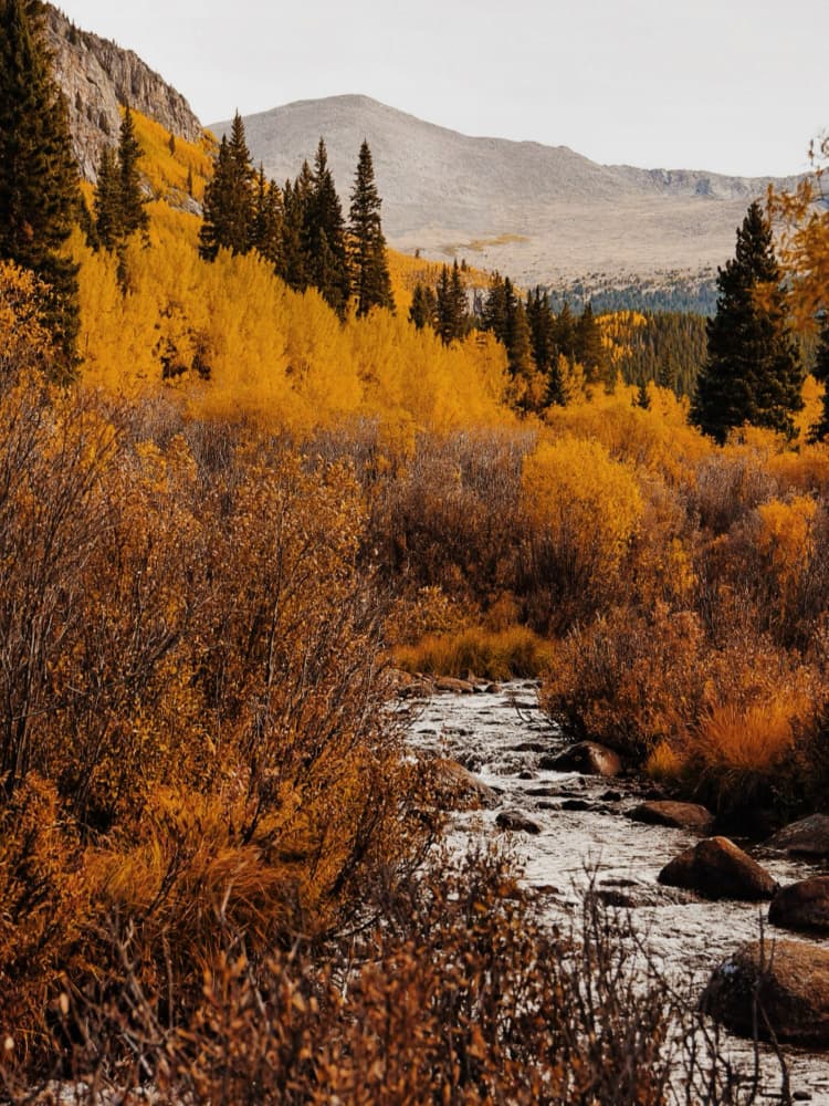 Golden Mountain Stream by Del Mundo Imagery — canvas wall art