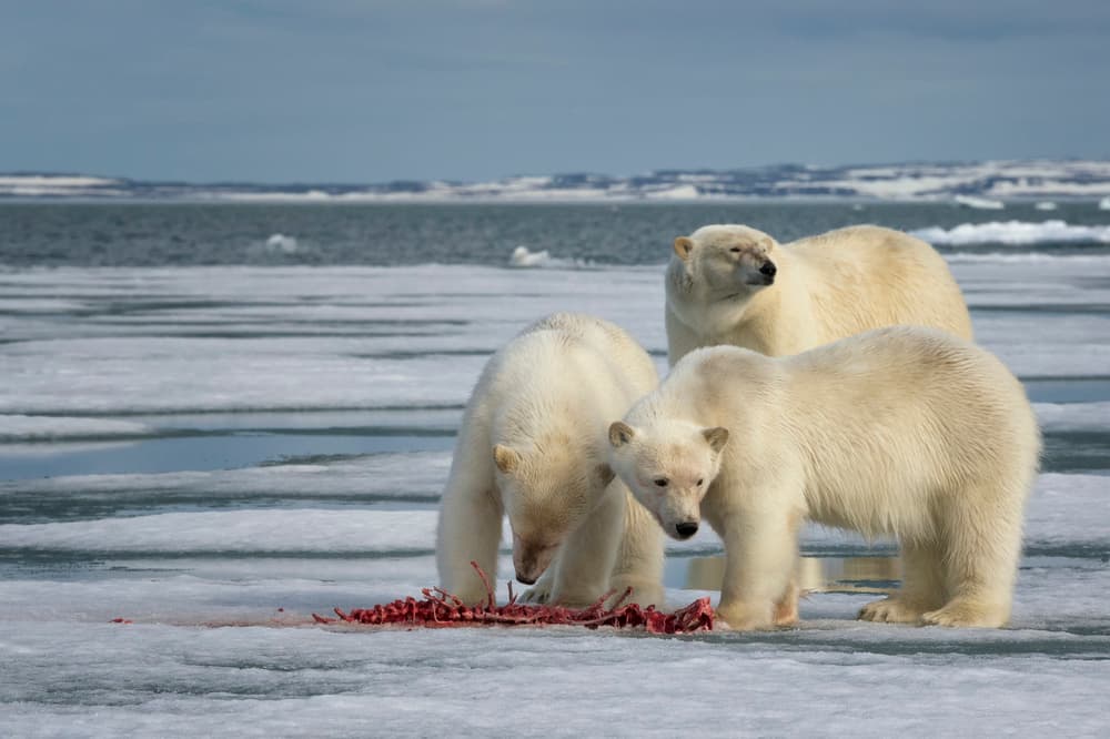 Three Polar Bears Feeding by Susanne Landolt — canvas wall art