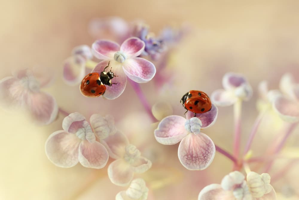 Ladybugs on Pink Flowers by Ellen van Deelen — canvas wall art