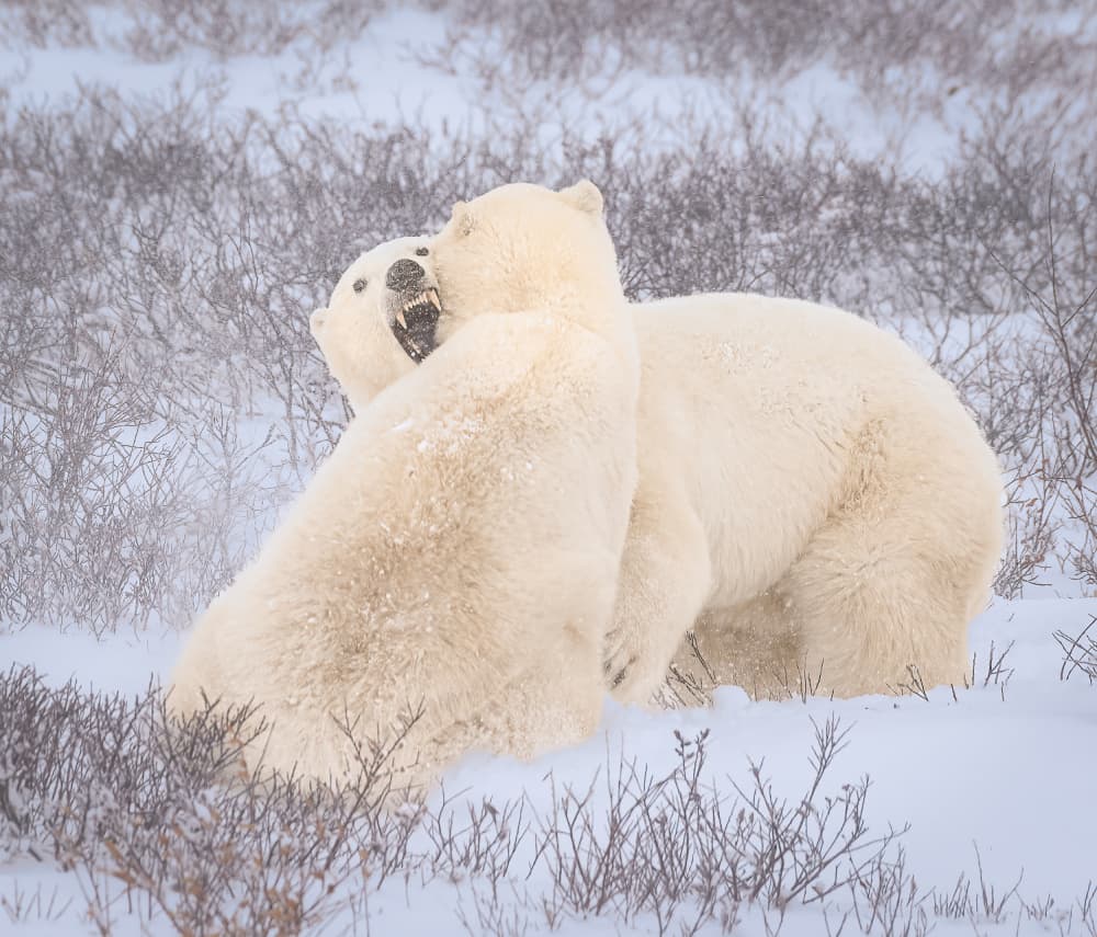 Wild Polar Play by Liwen Tao — canvas wall art
