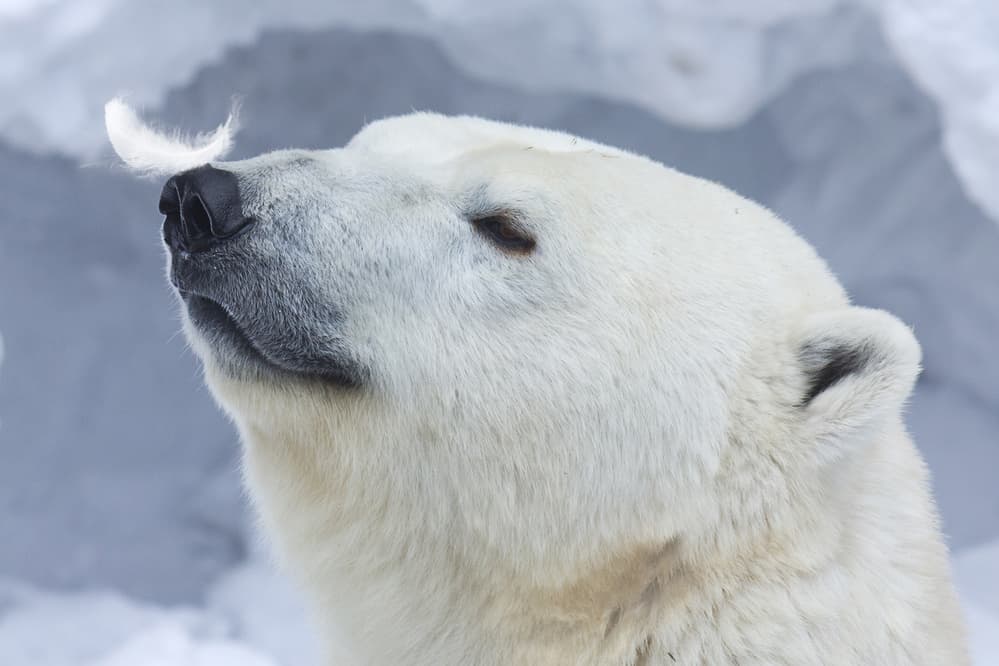 Gentle Polar Bear Feather by Anton Belovodchenko — canvas wall art