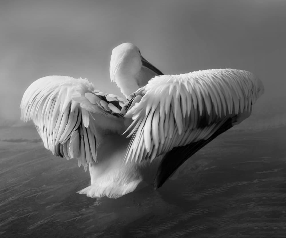 Monochrome Pelican Grace by Krystina Wisniowska — canvas wall art