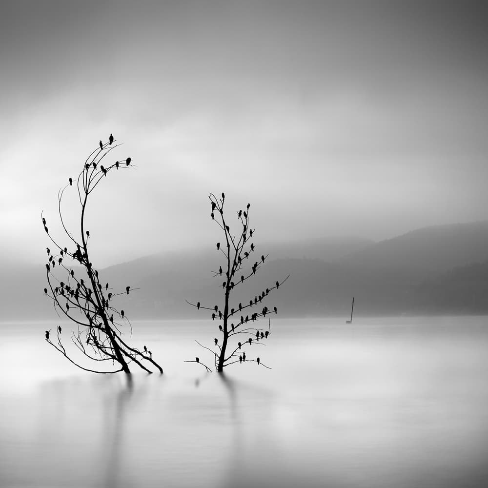 Tranquil Water Birds by George Digalakis — canvas wall art