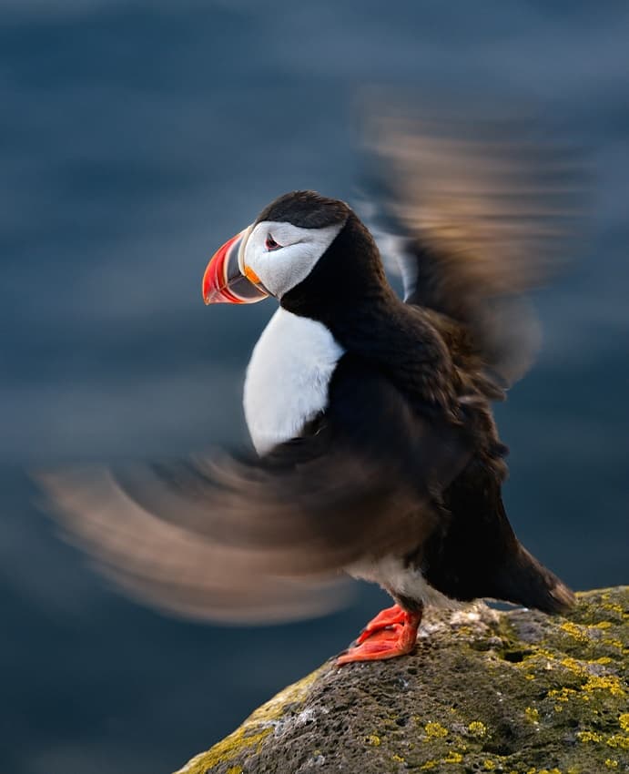 Puffin Wing Motion by Izidor Gasperlin — canvas wall art