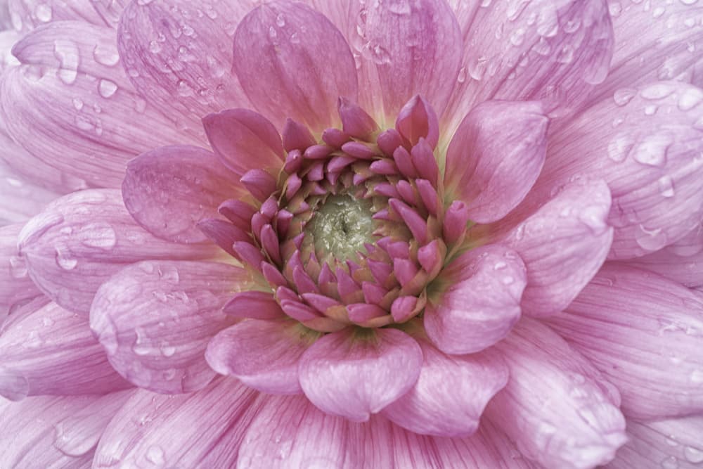 Dewy Pink Dahlia by Marie-anne Stas — canvas wall art