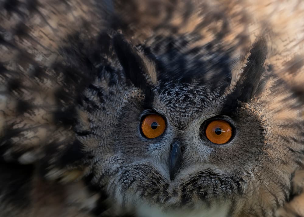 Piercing Owl Eyes by Purple Bamboo — canvas wall art