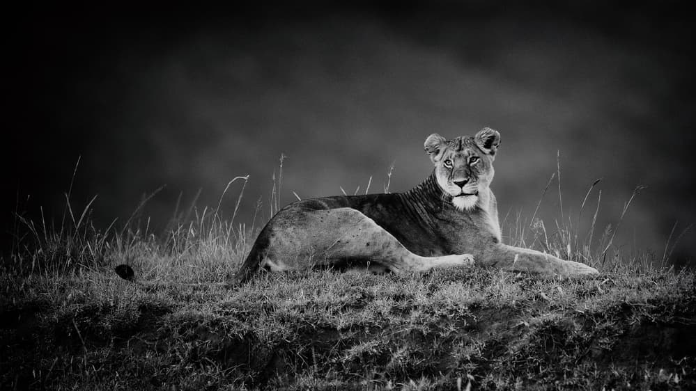 Majestic Lioness Gaze by Mohammed Alnaser — canvas wall art