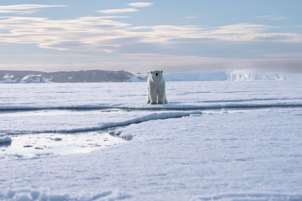 Solitary Arctic Bear by Manish Nagpal — canvas wall art