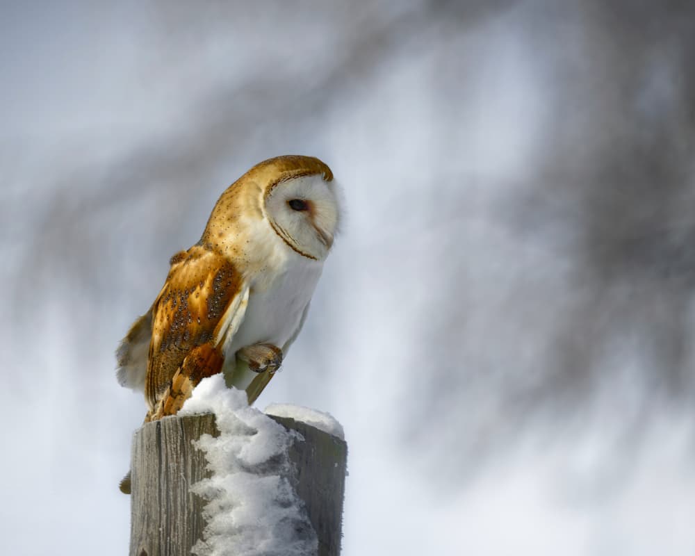 Watchful Snow Owl by Michaela Firešová — canvas wall art