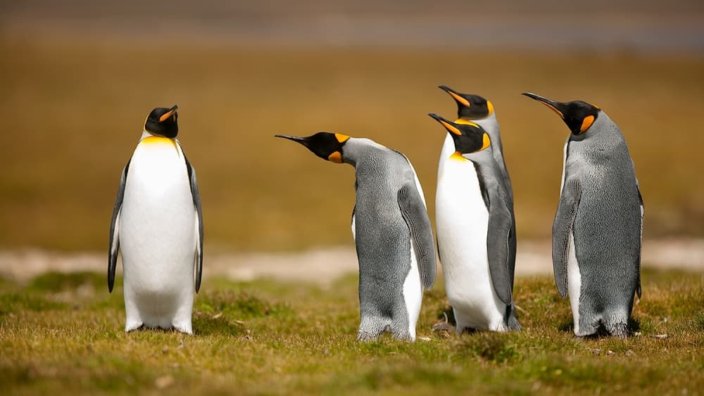 Curious King Penguins by Joan Gil Raga — canvas wall art