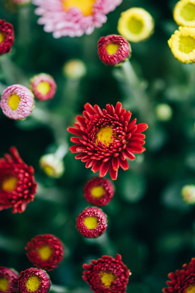 Vibrant Colorful Blooms by Javier Pardina — canvas wall art