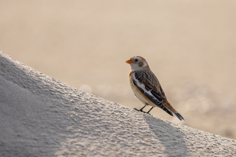 Snow Bunting On Sand by Annie Keizer — canvas wall art