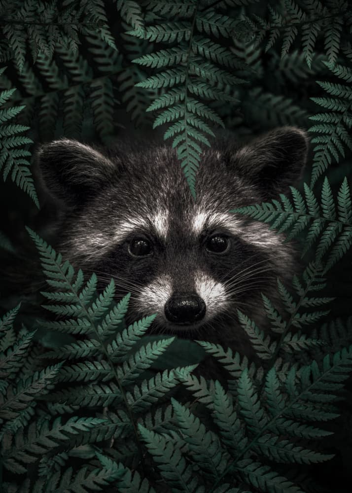 Hidden Forest Raccoon by Ariz Rab — canvas wall art