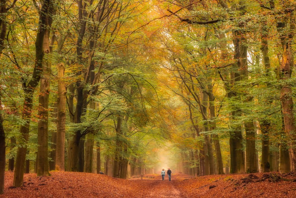 Golden Autumn Path by Hilda van der Lee — canvas wall art