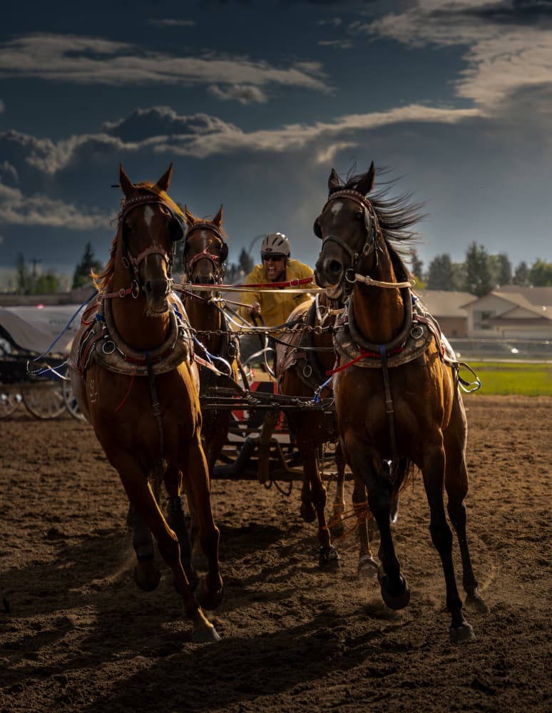 Harness Racing Horses by Bing Li — canvas wall art