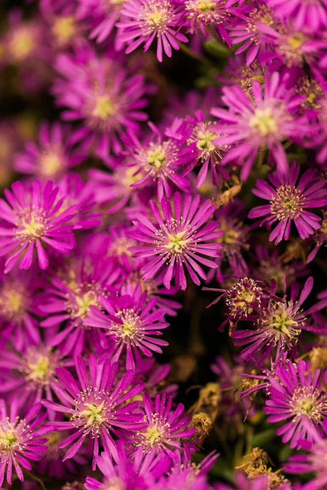 Vibrant Pink Blooms by Javier Pardina — canvas wall art