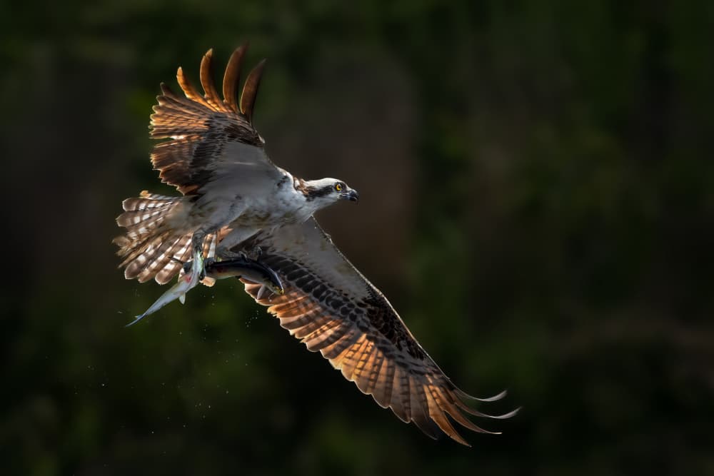 Osprey's Golden Catch by Ruiqing P. — canvas wall art