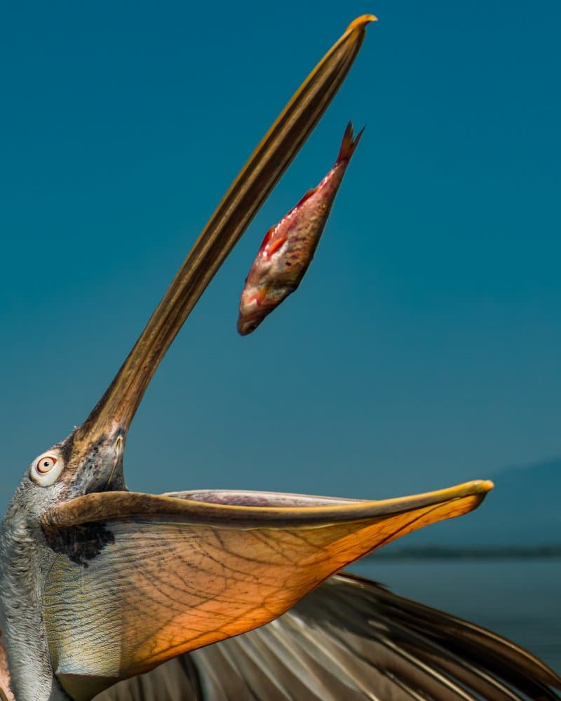 Pelican Catching Fish by Ahmed Sobhi — canvas wall art