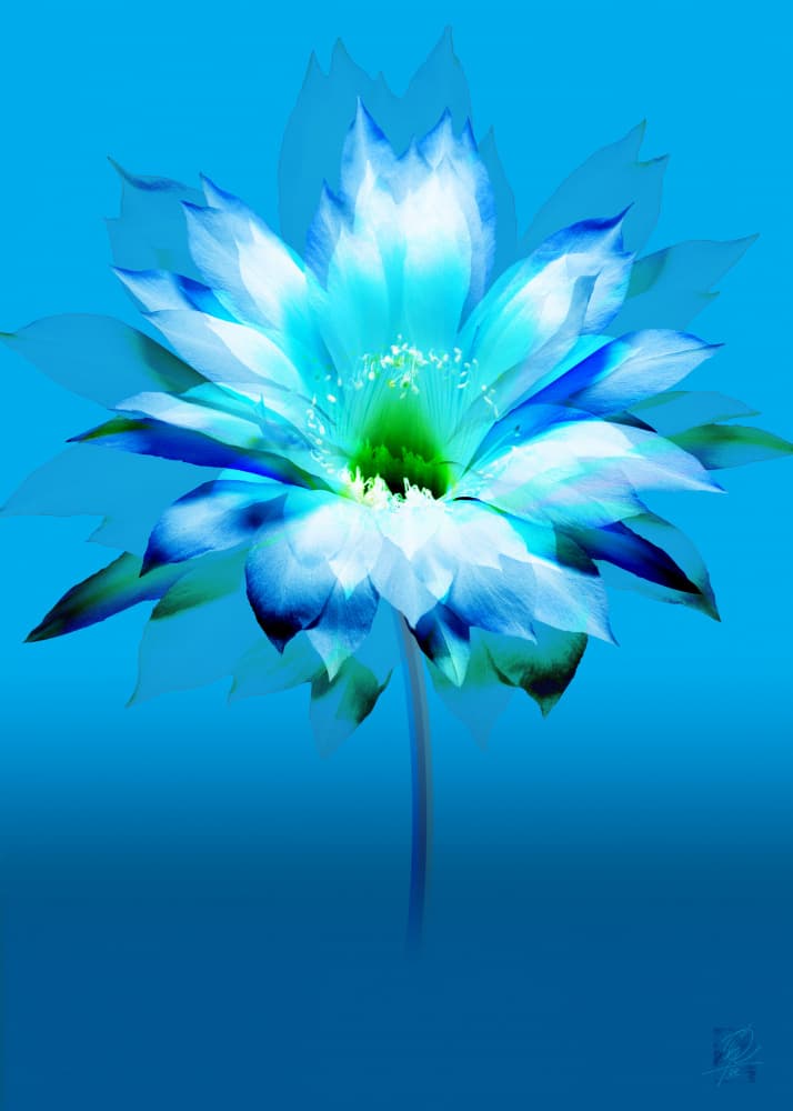 Vibrant Blue Bloom by Osvaldo Russo — canvas wall art