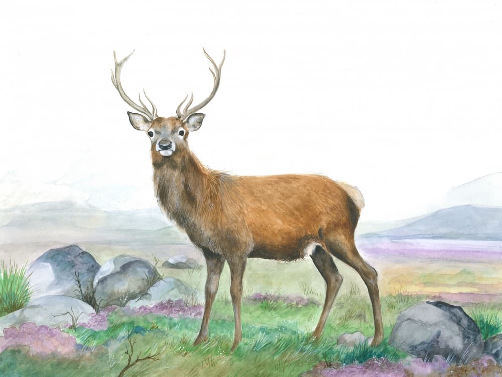 Moreland Stag by Isabelle Brent — canvas wall art