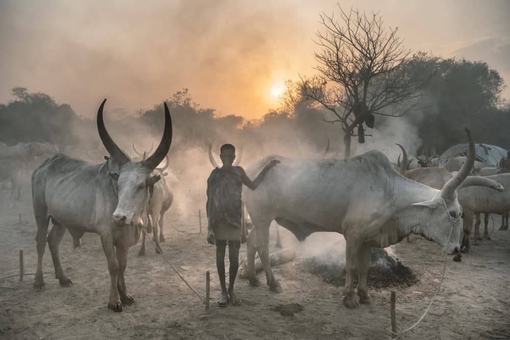 Tribal Cattle Guardian by Trevor Cole — canvas wall art