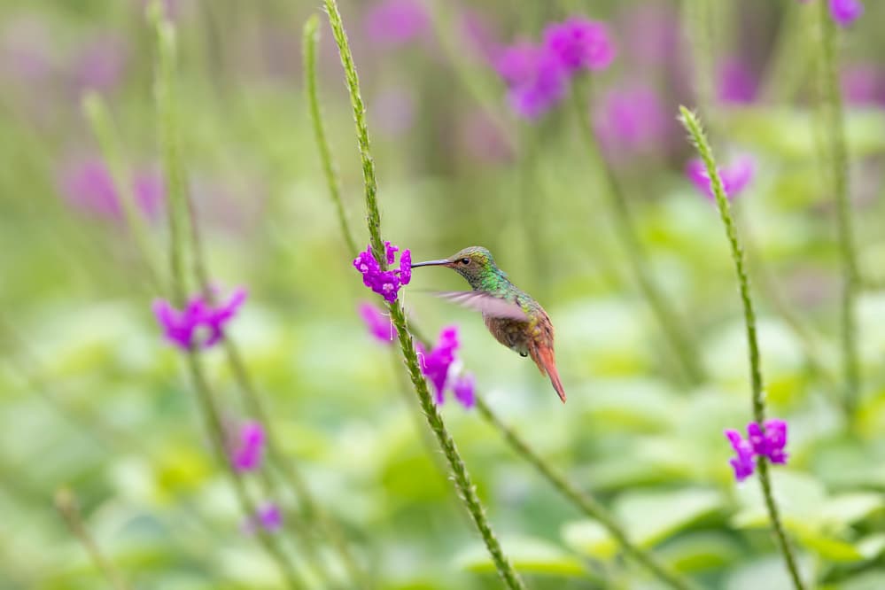 Hovering Hummingbird Blossom by Valerio Ferraro — canvas wall art