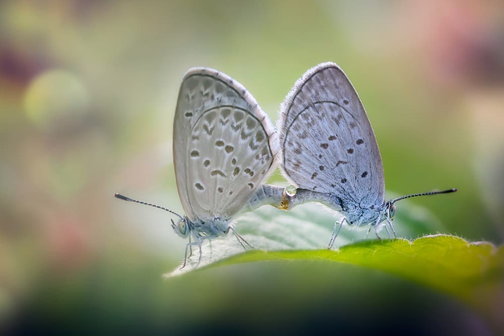 Delicate Butterfly Pair by Fauzan Maududdin — canvas wall art