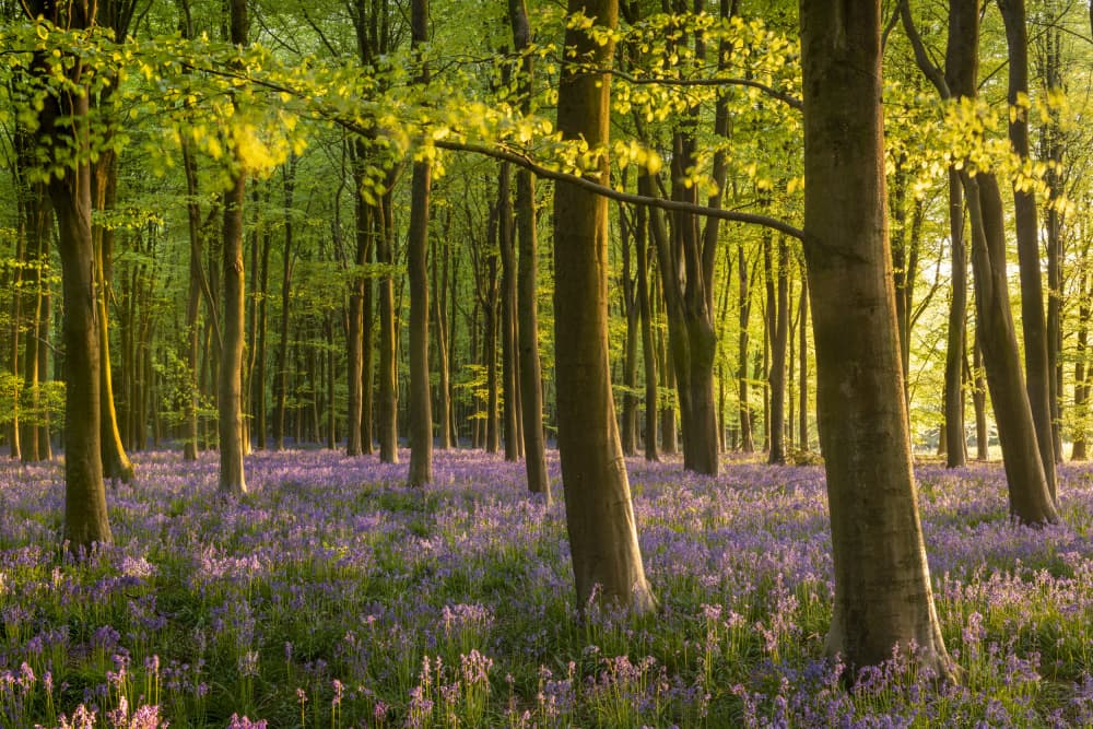 Sunlit Bluebell Forest by Adam Burton — canvas wall art