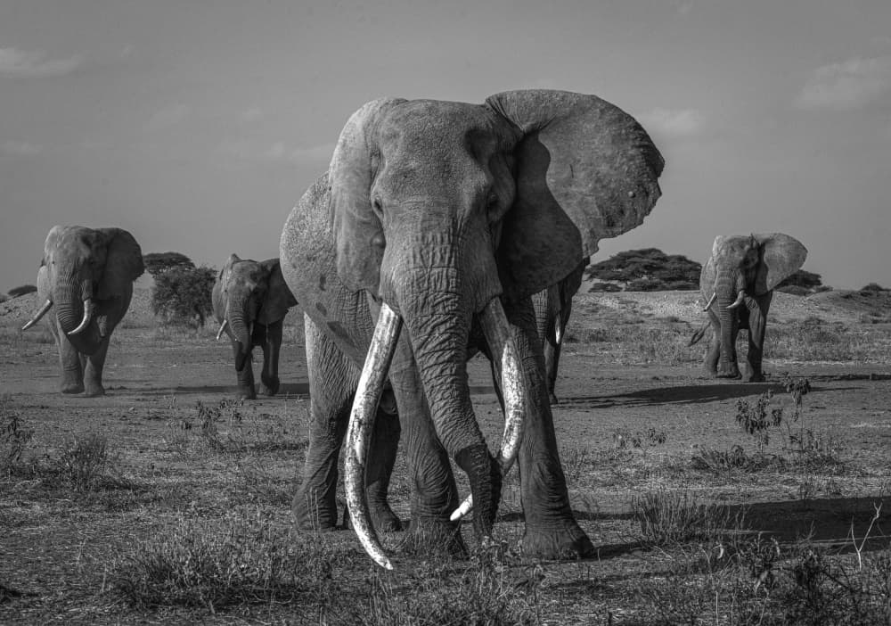 Majestic African Elephants by Hamza Qarooni — canvas wall art