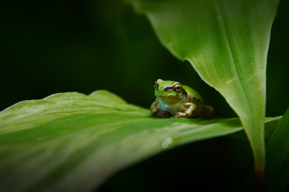Green Frog's Peaceful Rest by Takiko Hirai — canvas wall art