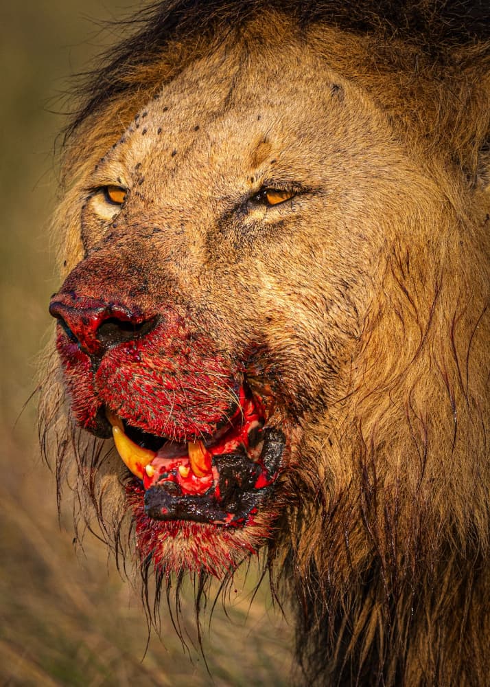 Fierce Bloody Lion by Hamza Qarooni — canvas wall art