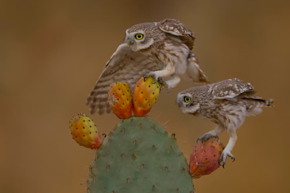 Owls Prickly Pear Feast by David Manusevich — canvas wall art