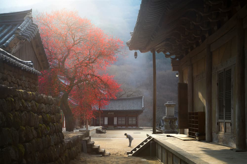 Red Tree Temple Bowing by Jaeyoun Ryu — canvas wall art